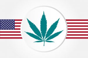 Легалізація марихуани в  США.